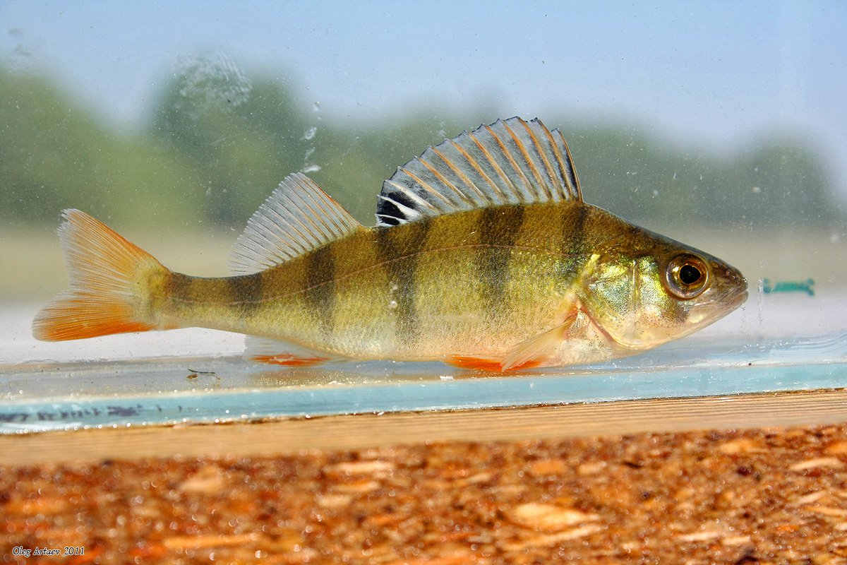 River perch