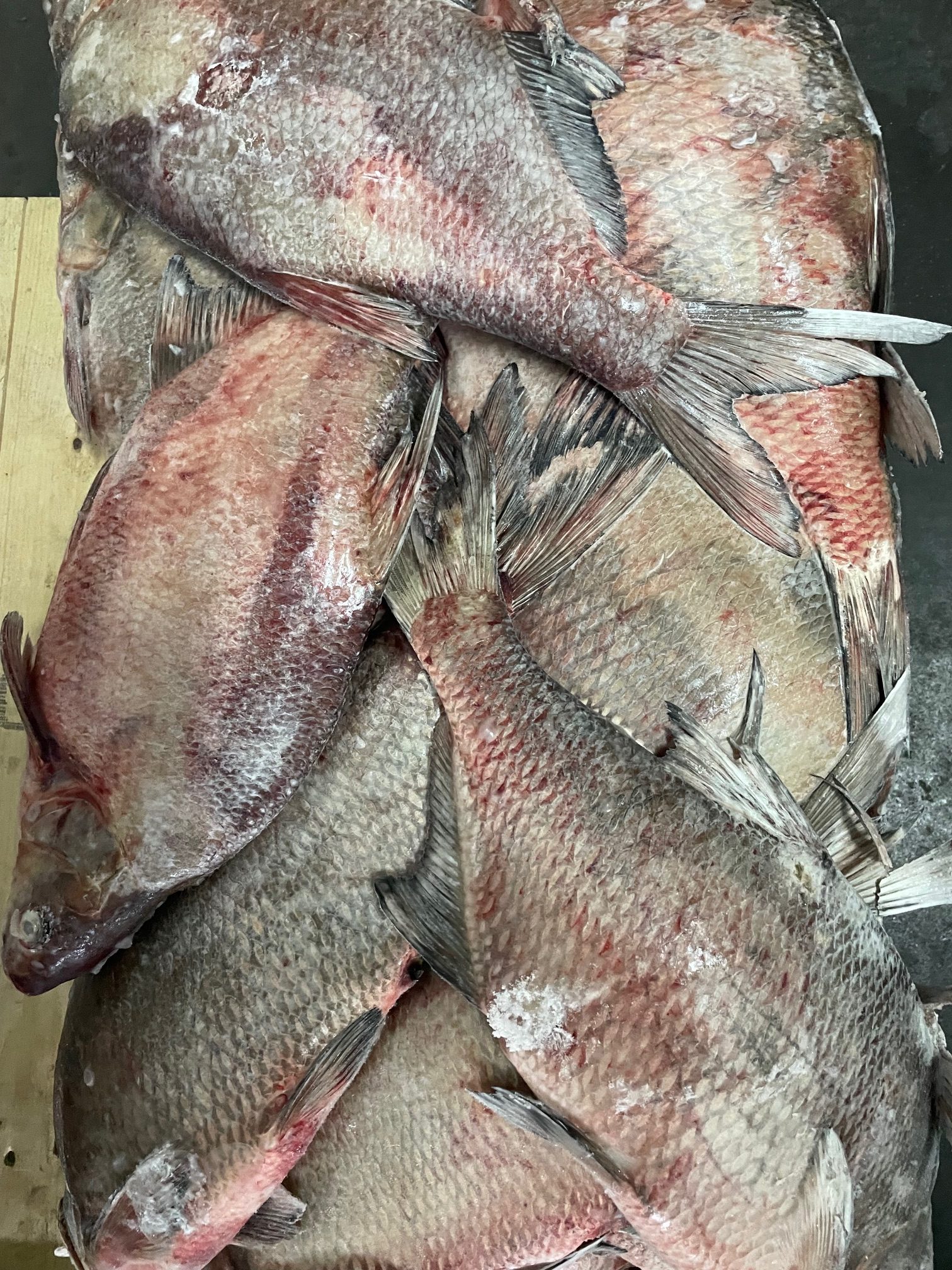 Bream