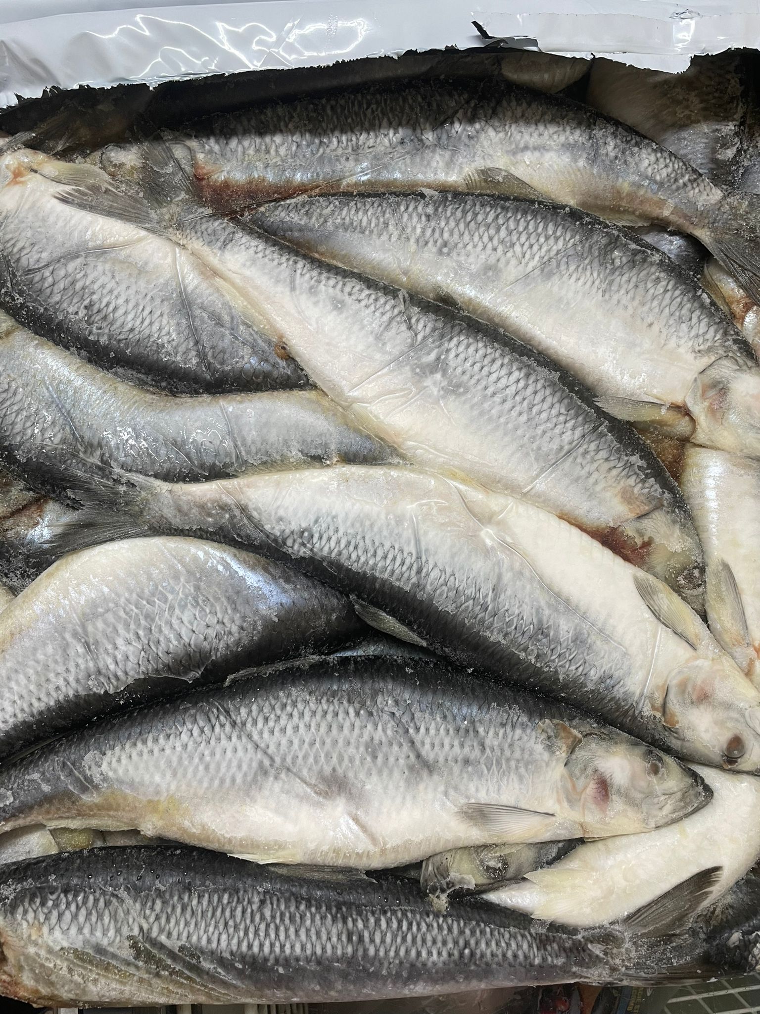 Herring